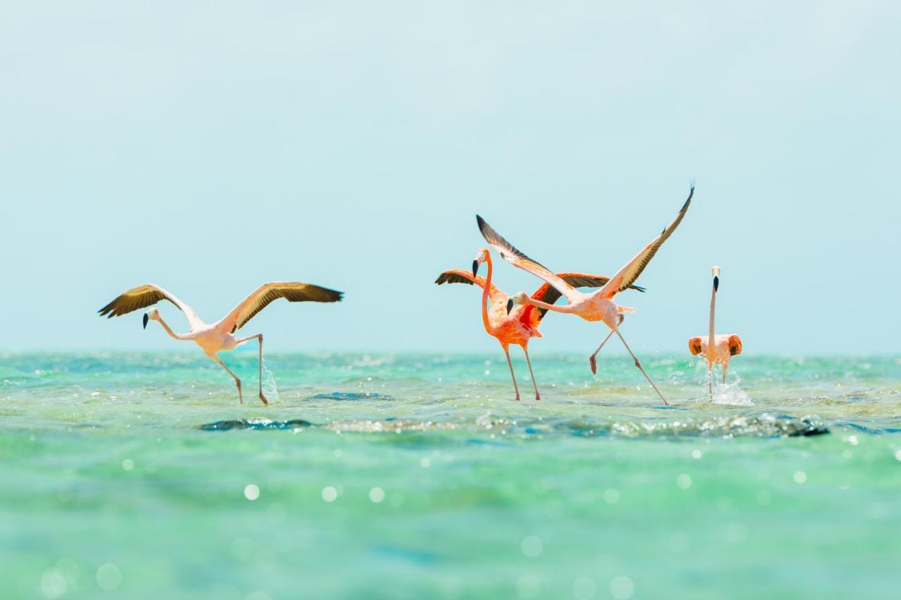 Ambergris Cay Private Island All Inclusive - Pls Island Hopper Flight Included Big Ambergris Cay Exterior foto